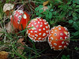 Punakärpässienitrilogia
